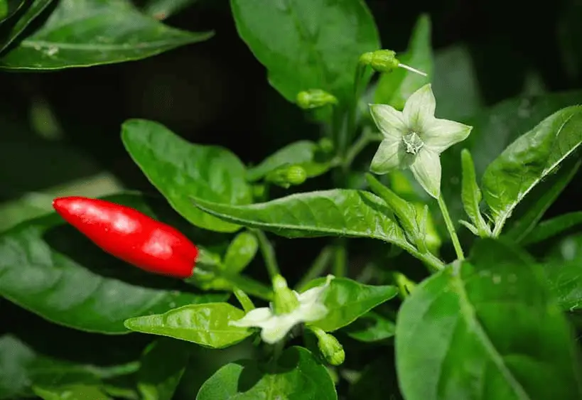Extracto de pimiento cápsico de MegaSteel